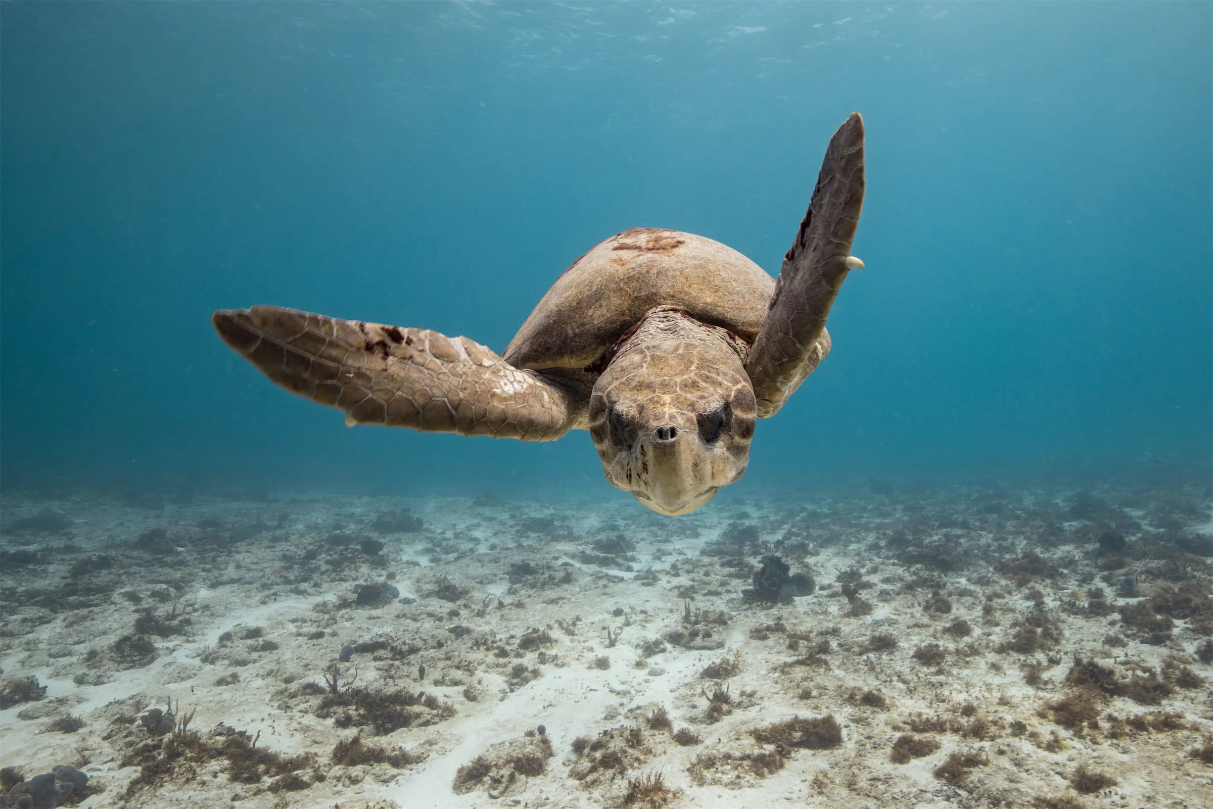 Head-on view of a loggerhead sea turtle swimming over a sandy bottom in Cozumel